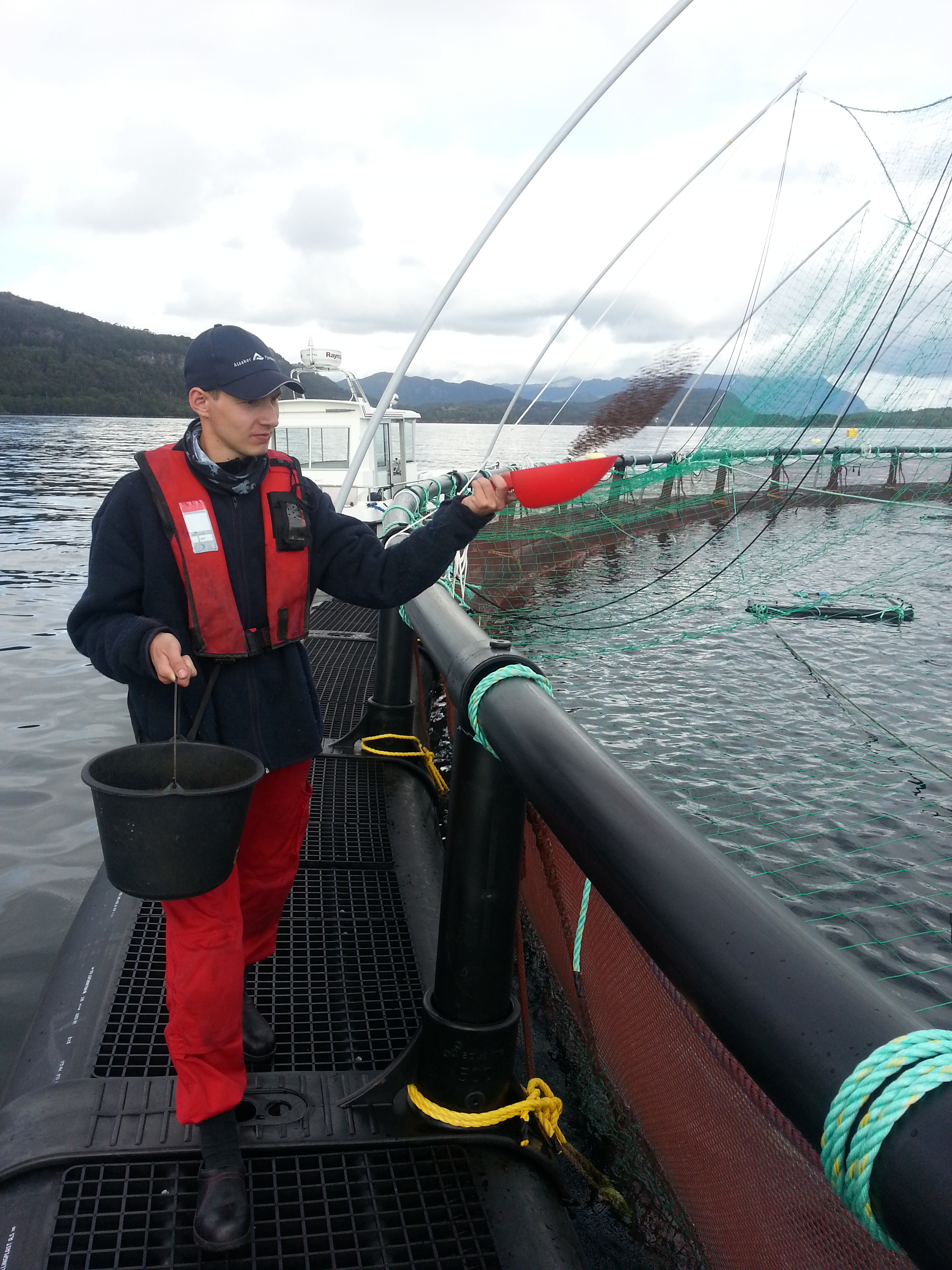 Foto: Alsaker Fjordbruk, fotograf ??